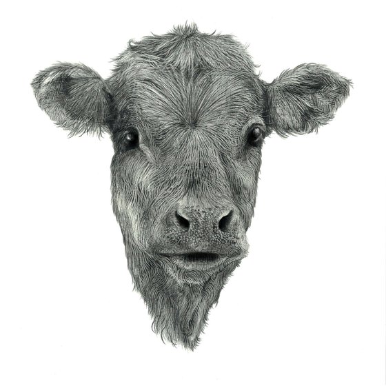 Farm Animals Series - The Calf