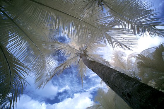 Palm Trees, Palomino.