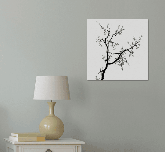 Baum 1