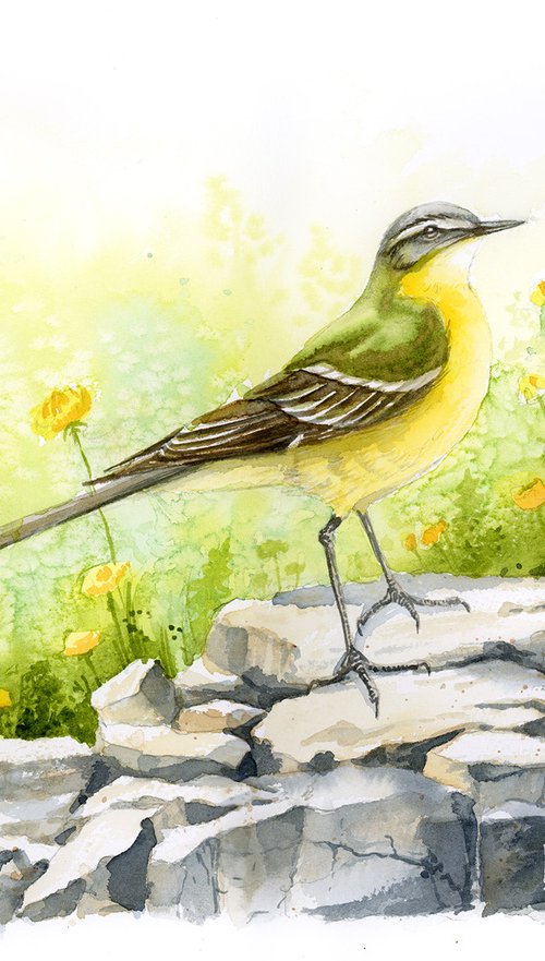 The western yellow wagtail by Karolina Kijak