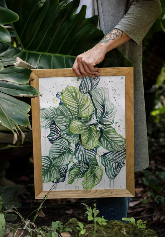 Abstract Calathea Orbifolia