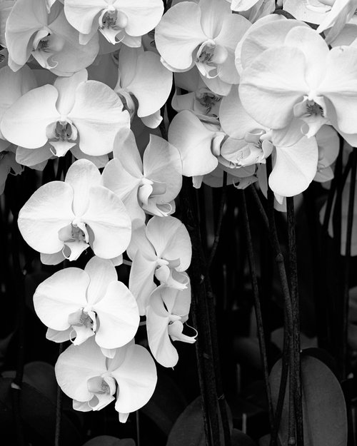 BELL ORCHIDS Landers CA by William Dey