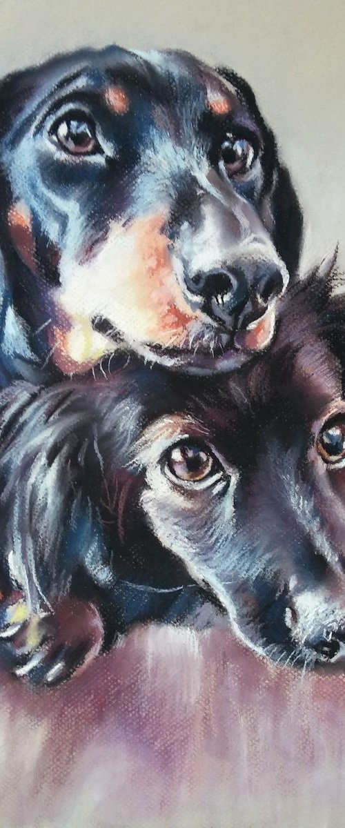 Dachshunds by Magdalena Palega