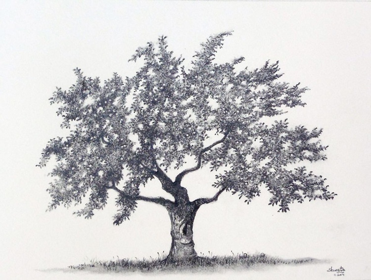 Apple Tree Drawing By Shweta Mahajan Artfinder