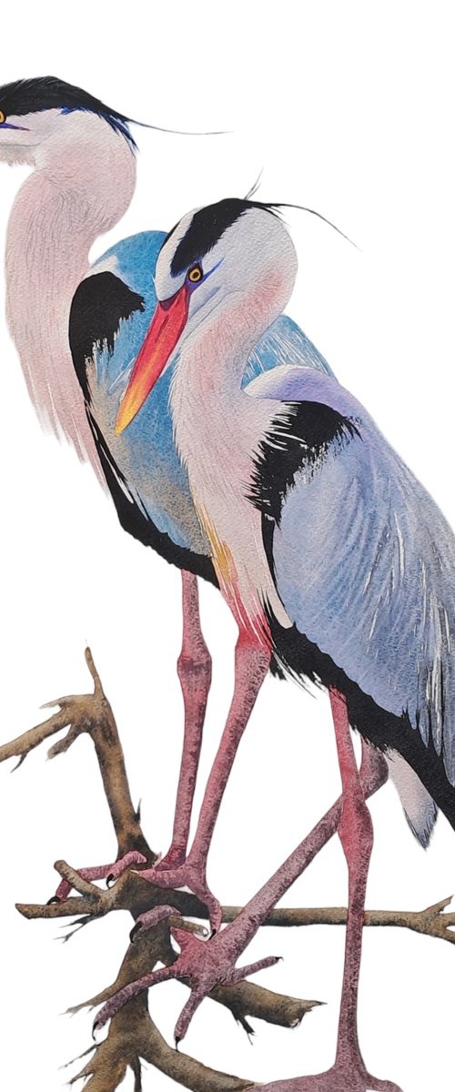 Heron Wader Ardea Hern Storks by Yuliia Sharapova