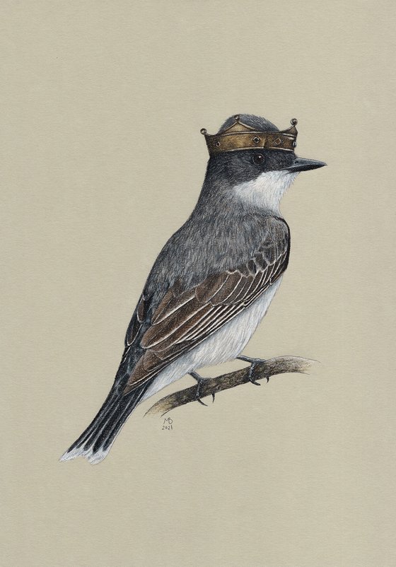 Original pastel drawing bird "Eastern kingbird"