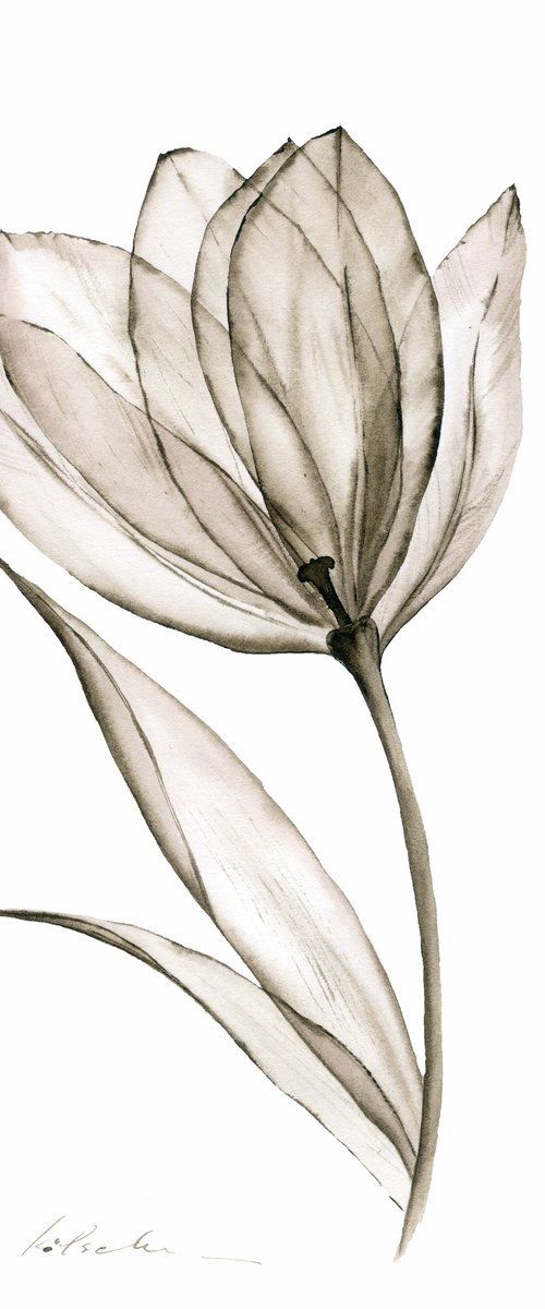 Sepia Tulip by Olga Koelsch