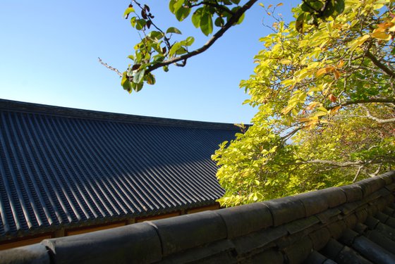 Where the Roofline Meets the Leaves
