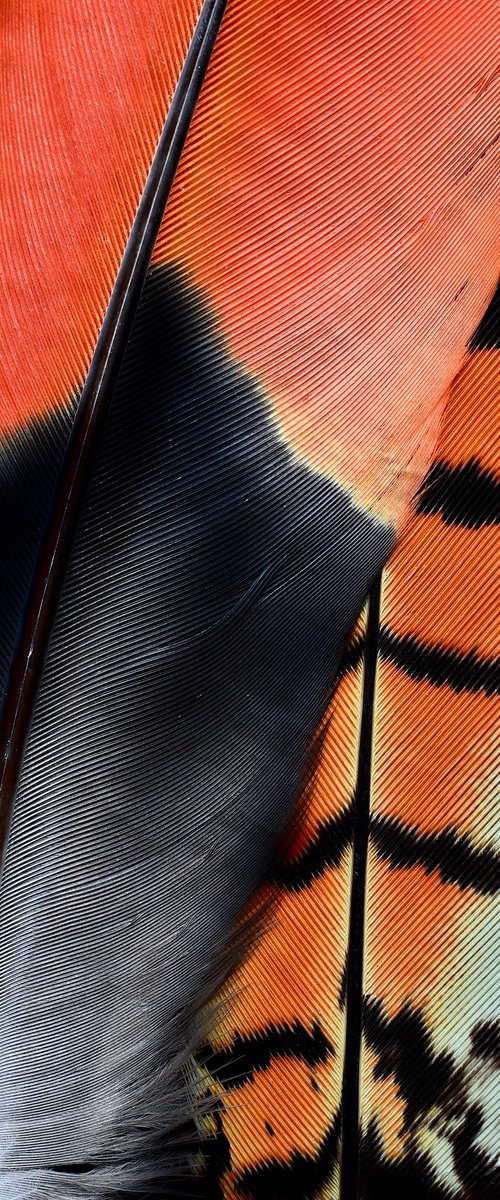 Red - Tailed Cockatoo Feathers by Nadia Culph