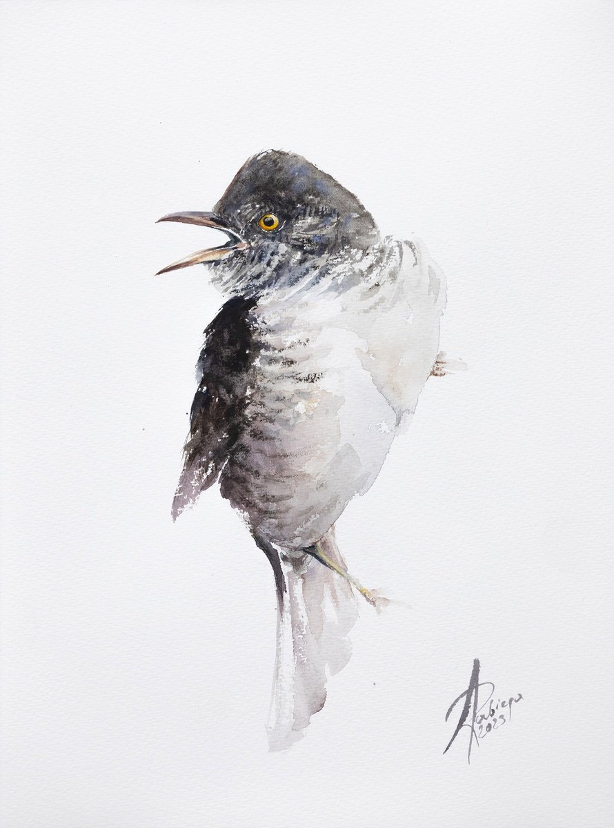 Animal Watercolour By Andrzej Rabiega, 9 X 12, Barred Warbler, Original Artwork