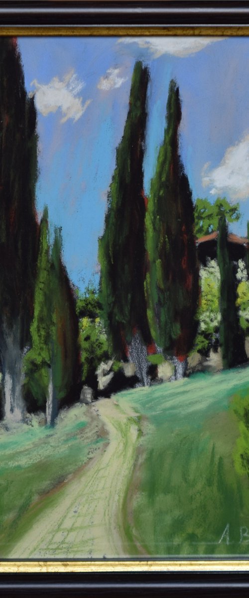 Tuscan Cypress Trees by Andrea Bocedi
