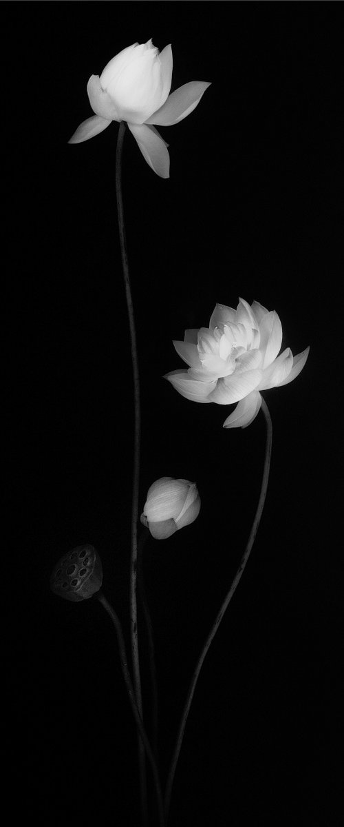 IN HARMONY -SPARKLE- #004 Lotus by Keiichiro Muramatsu