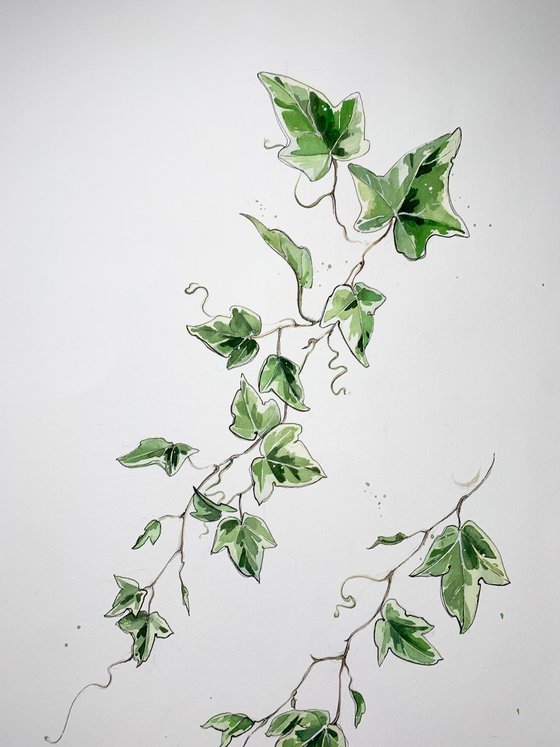 two sprigs of ivy