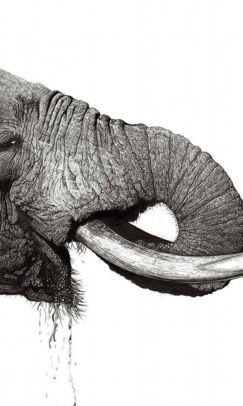 "Majestic" -  Elephant by Paul Stowe