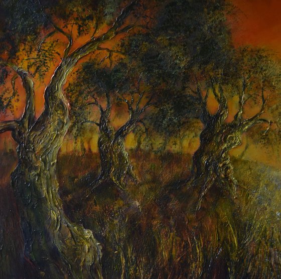 Olive Grove at Sunset