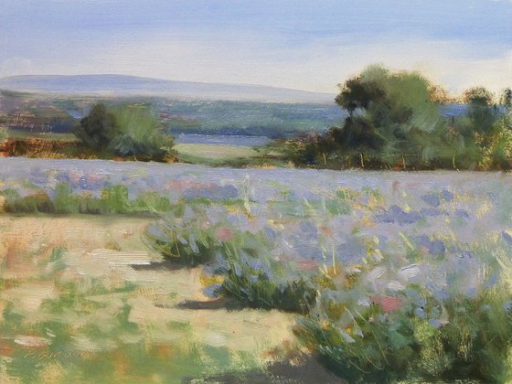 Lavender Field near Taulignan