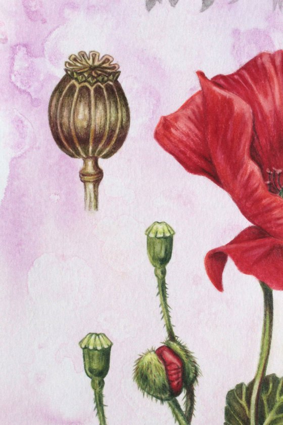 Sacred Plants: Poppy.