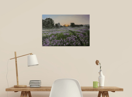 Purple Meadow at Sunrise