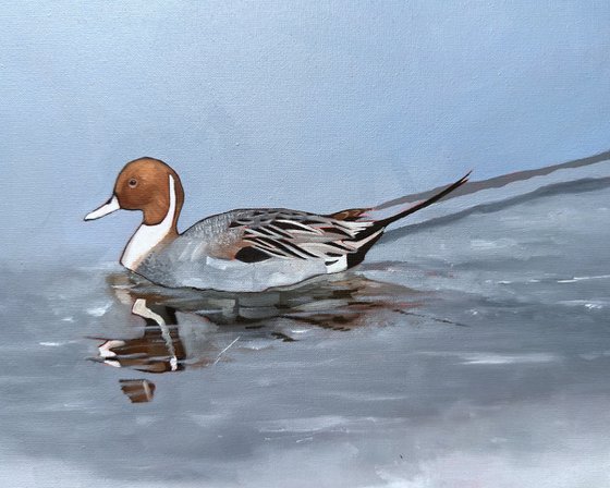 Pintail Duck
