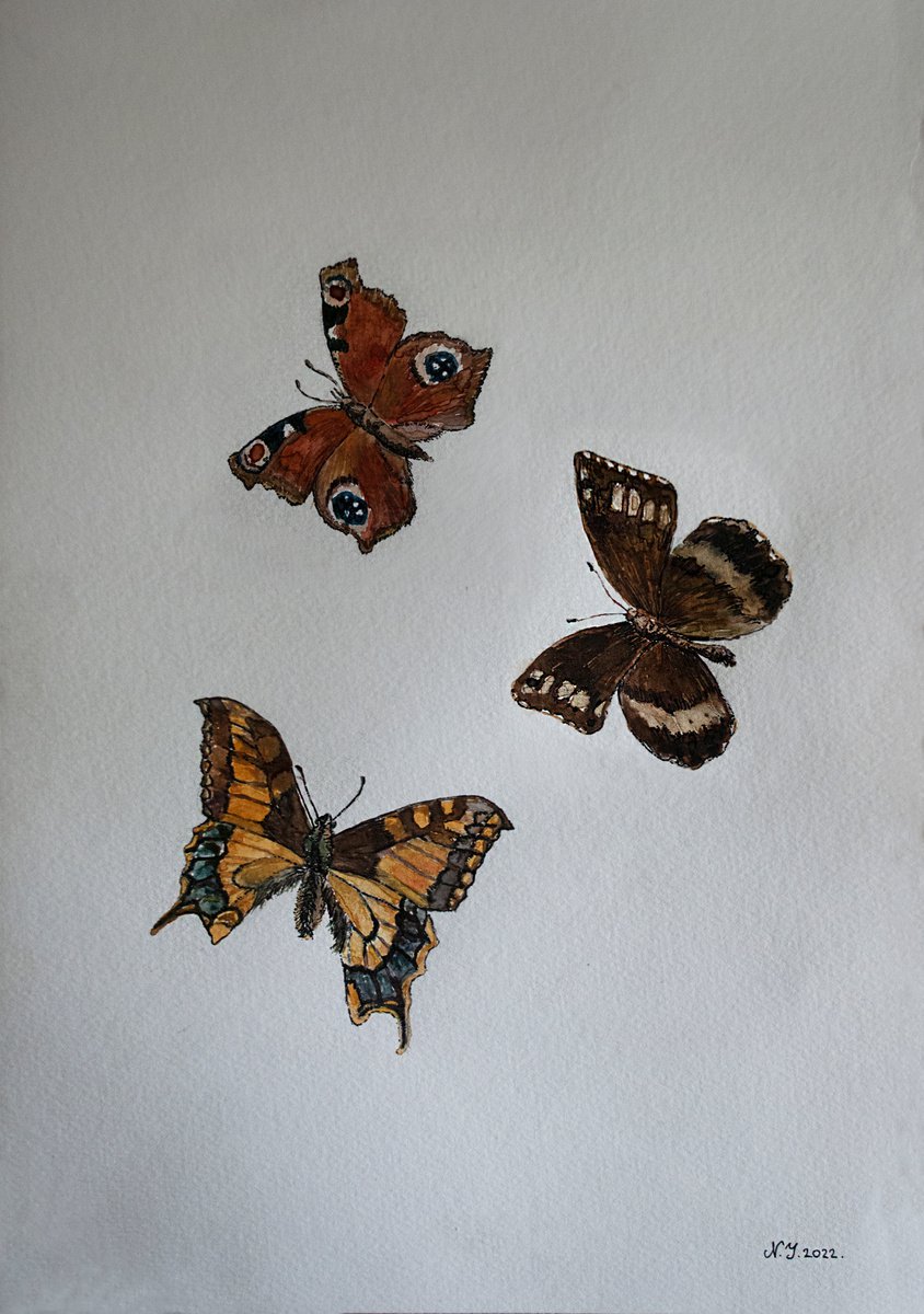 Butterfly trio IV by Nikola Ivanovic