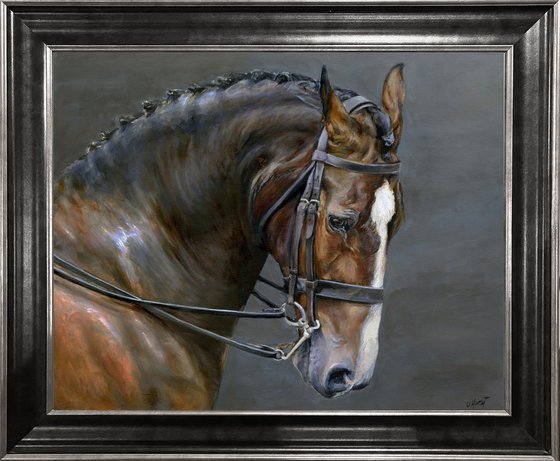 Horse Head portrait bay horse
