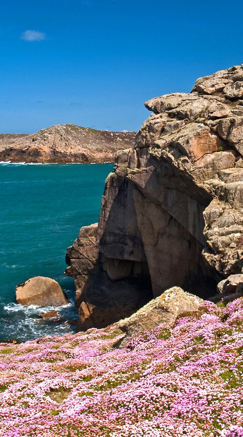 Scilly Sea Thrift by Alex Cassels