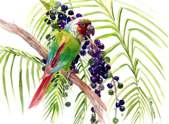 Maroon-Faced Parakeet, Parrot