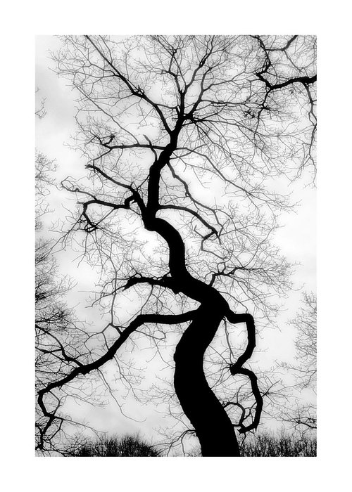 Black & White Tree's 01 by Richard Vloemans