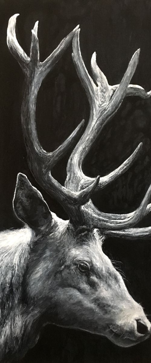 White Stag by Paul Hardern