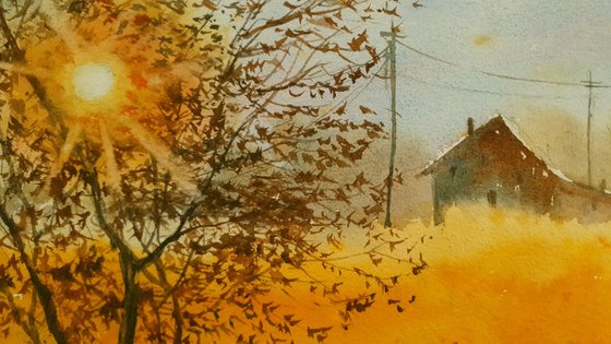 Barns at Sunset with Golden Fields