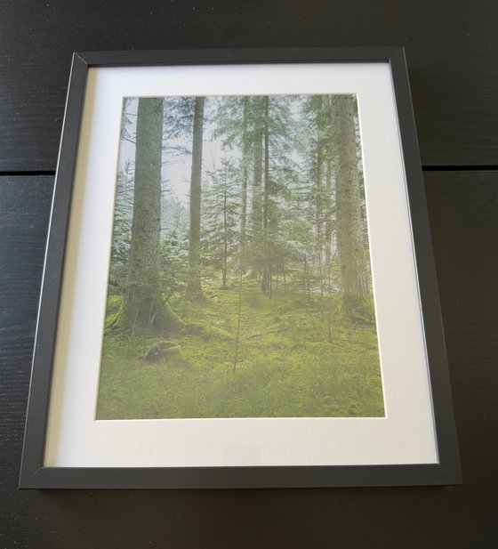 THE FOREST
