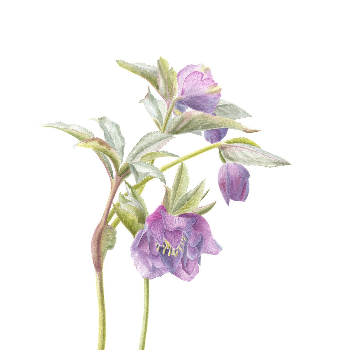 Photorealistic Botanical Watercolour By Maryna Vozniuk, 10 X 10", Winter Rose, Hellebore, Original Artwork