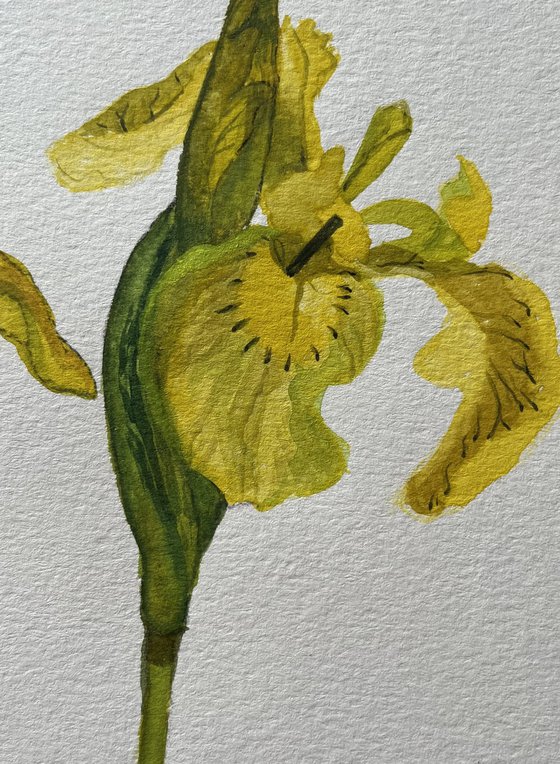 Wild Flag Iris