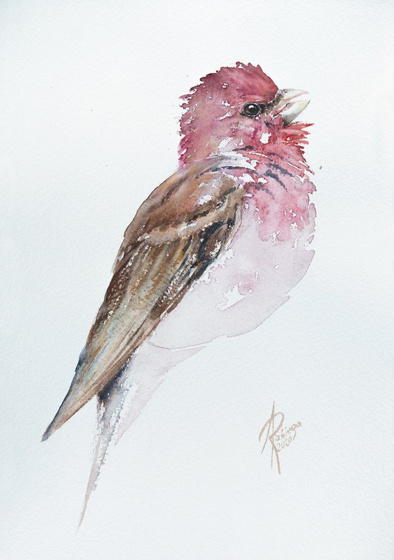 Rosefinch