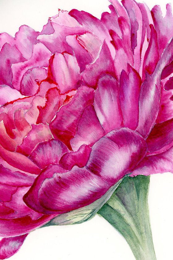 Purple peony