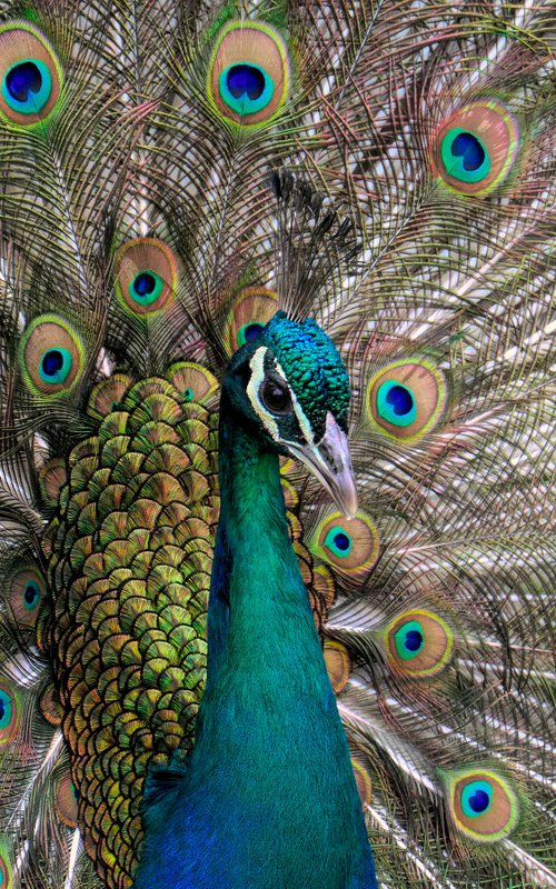 The Peacock by Martin  Fry