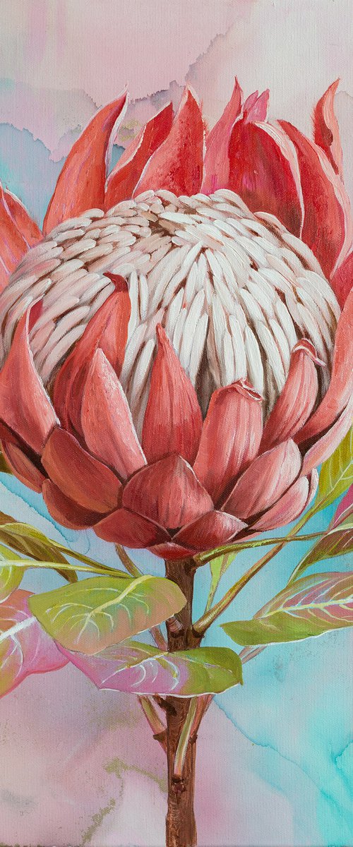 Pink protea by Ira Volkova