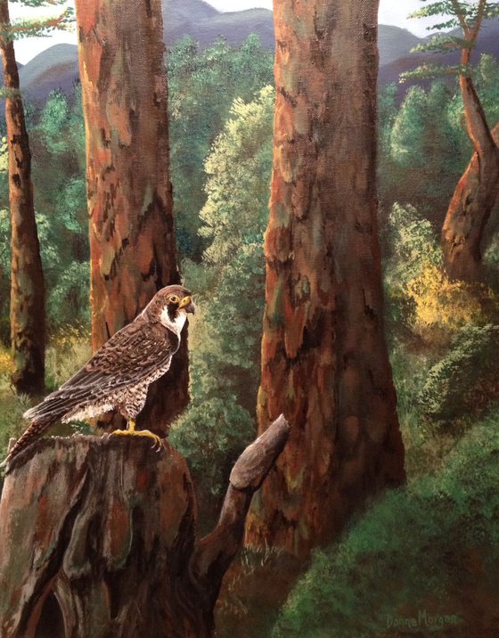 Peregrine Falcon Among the Pines