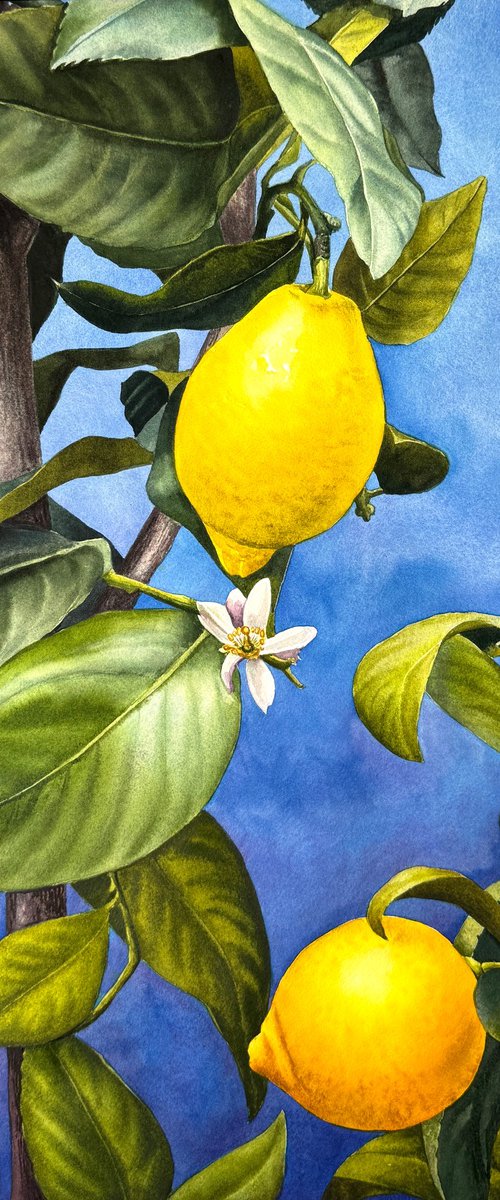 Sunny Lemons by Yuliia Prokopchuk
