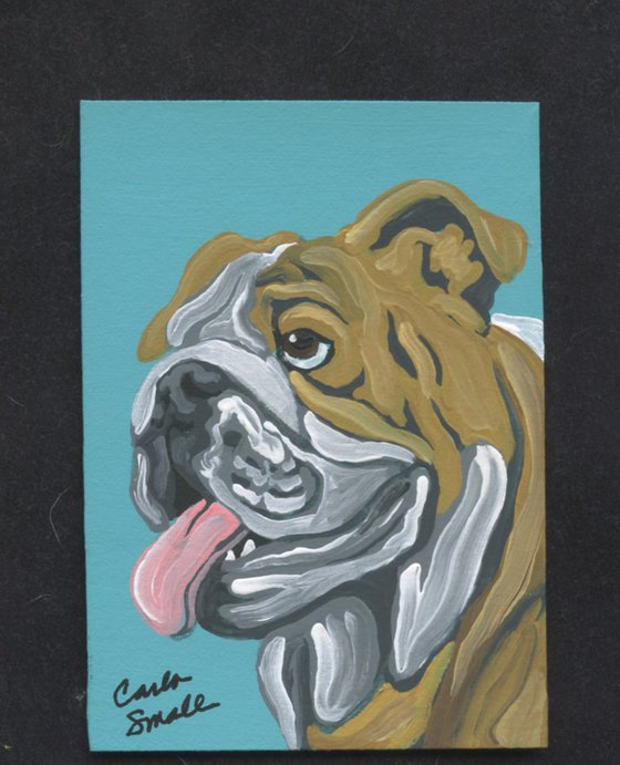 Tan English Bulldog