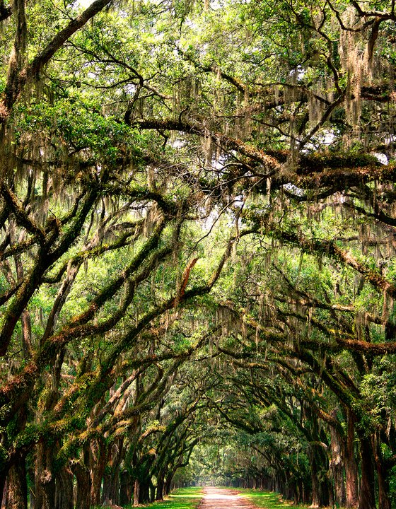 THE GREEN MILE Savannah GA