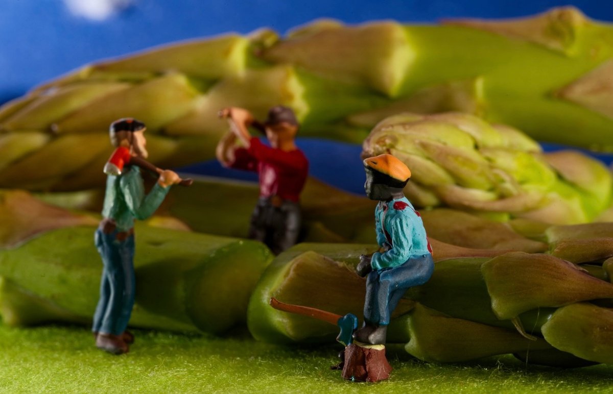 Organic Abstract Photograph By Marc Ehrenbold, 40 X 30", Asparagus Lumberjacks, Original Artwork