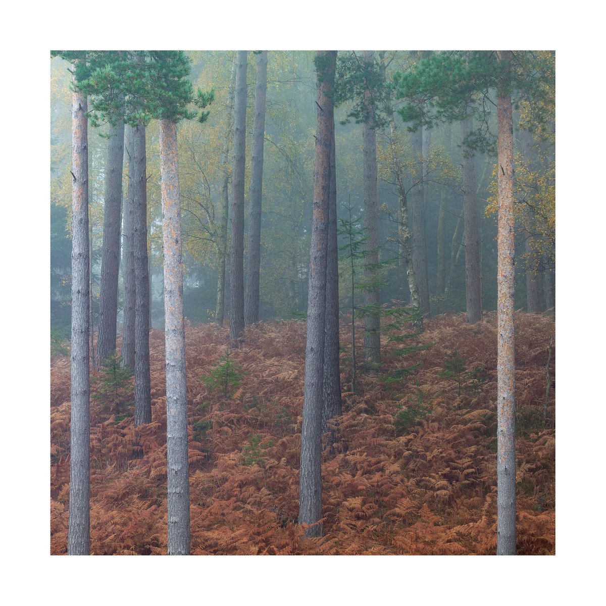 New Forest 2015-IV by David Baker