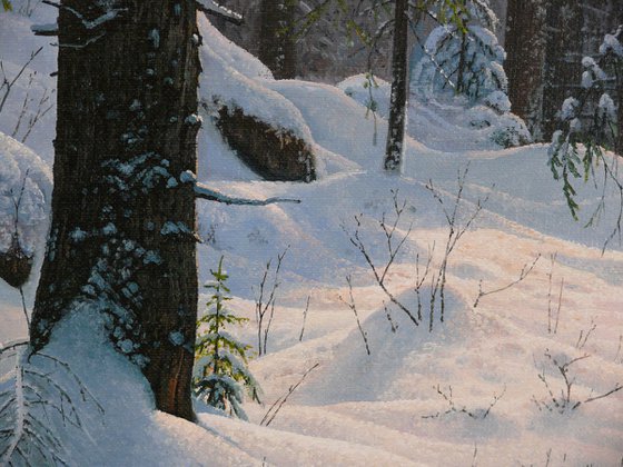 Winter in the spruce forest