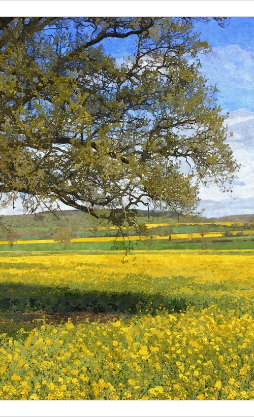 Tree in Yellow by David Lacey