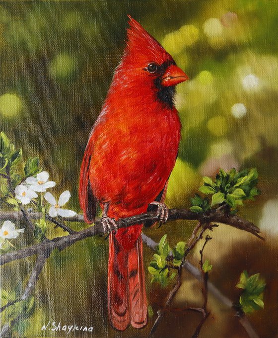 Red Cardinal with Spring Blossoms