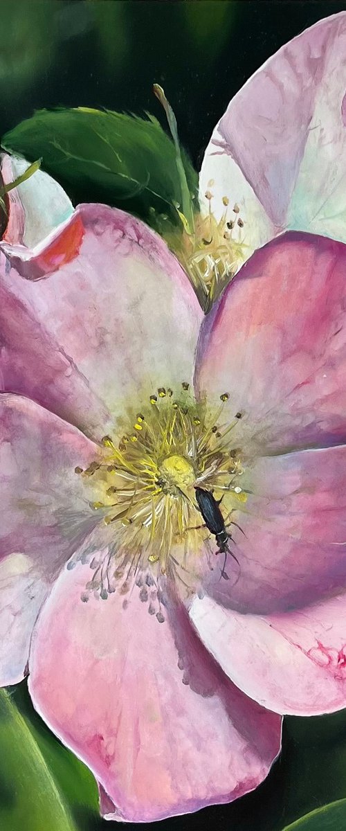 Pink hybrid rose Dog-rose by Myroslava Denysyuk