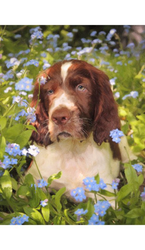 Spaniel Pup in flowers by Martin  Fry
