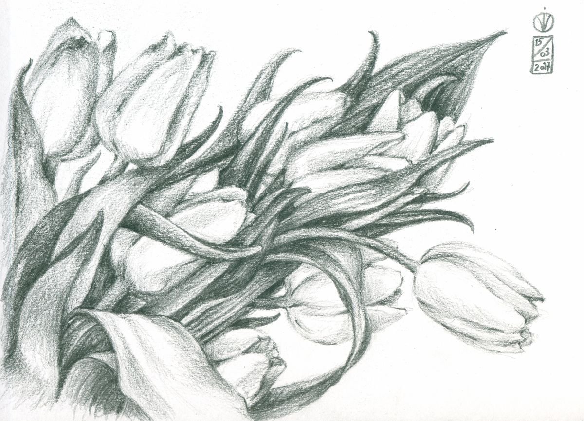Tulips (2017) Pencil drawing by Vio Valova | Artfinder