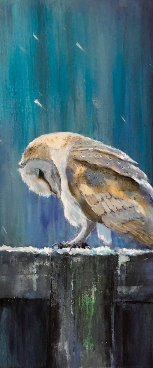 Snowy Barn Owl by Paul Hardern